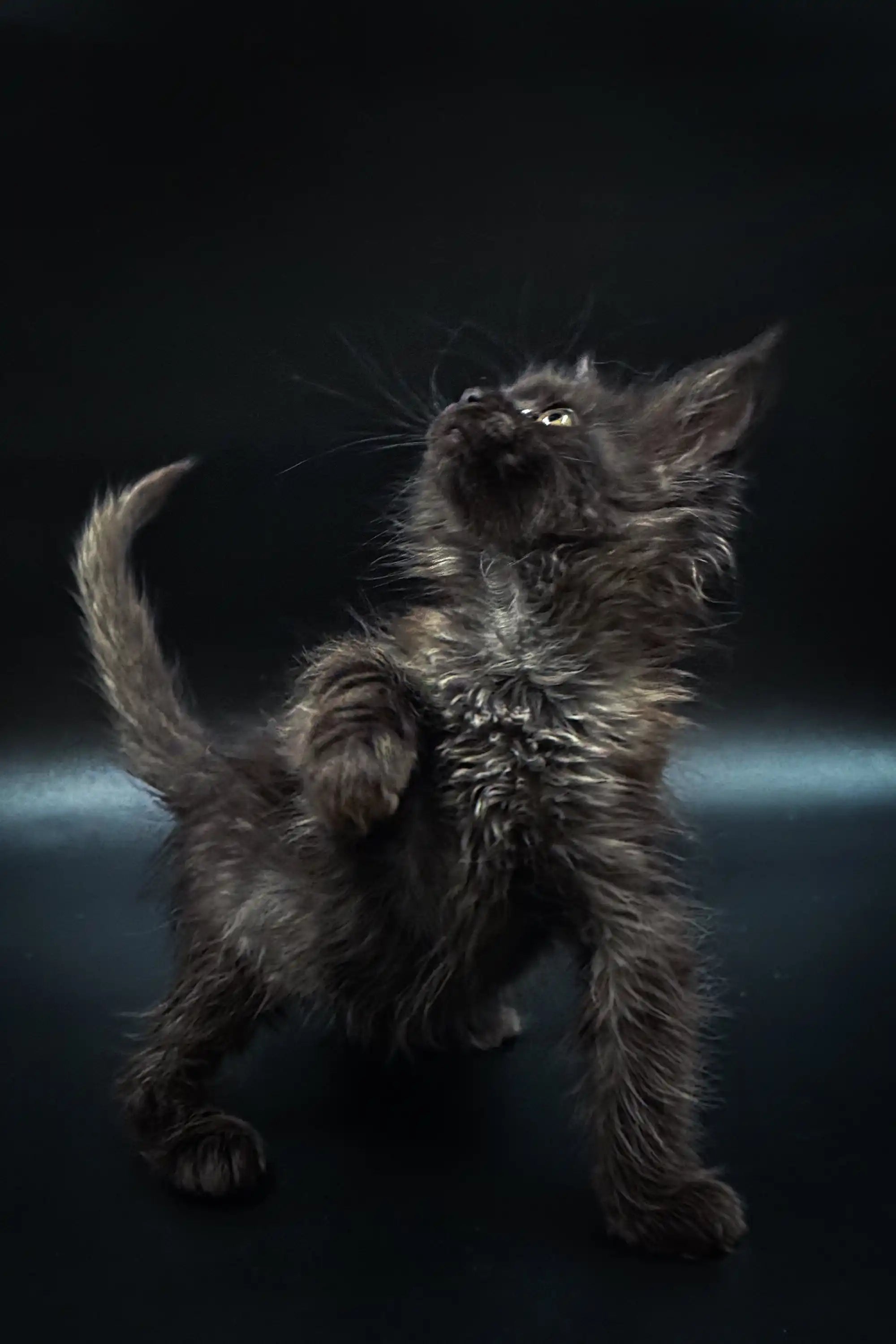 Maine Coon Kittens for Sale Samira | Kitten