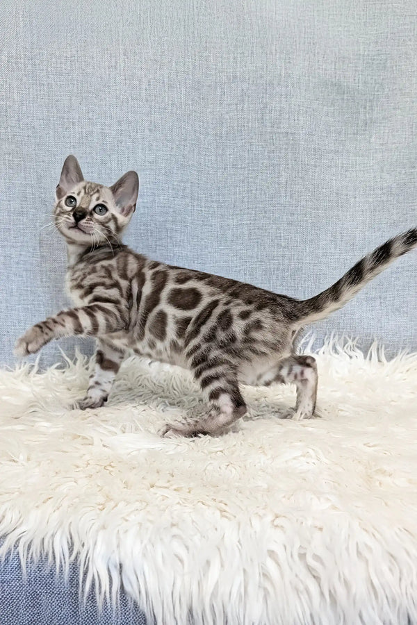 Samuel | bengal kitten