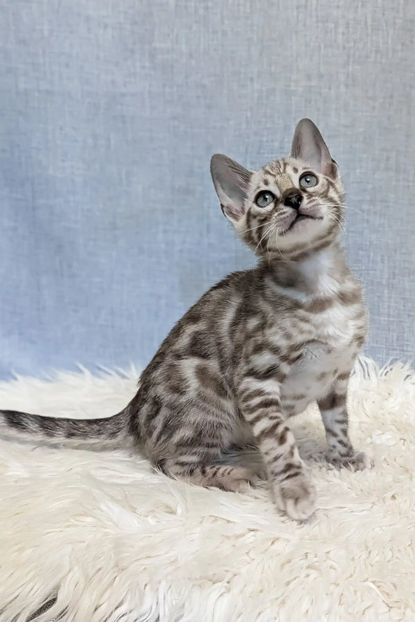 Samuel | bengal kitten