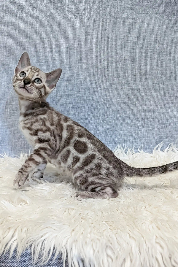 Samuel | bengal kitten