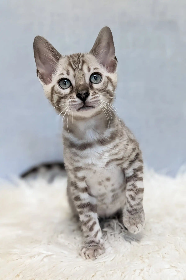 Gray Tabby Bengal Cat Samuel Bengal Kitten With Stunning Blue Eyes