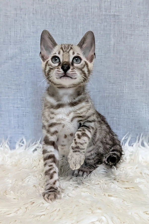 Samuel | bengal kitten