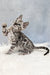 Samuel | bengal kitten