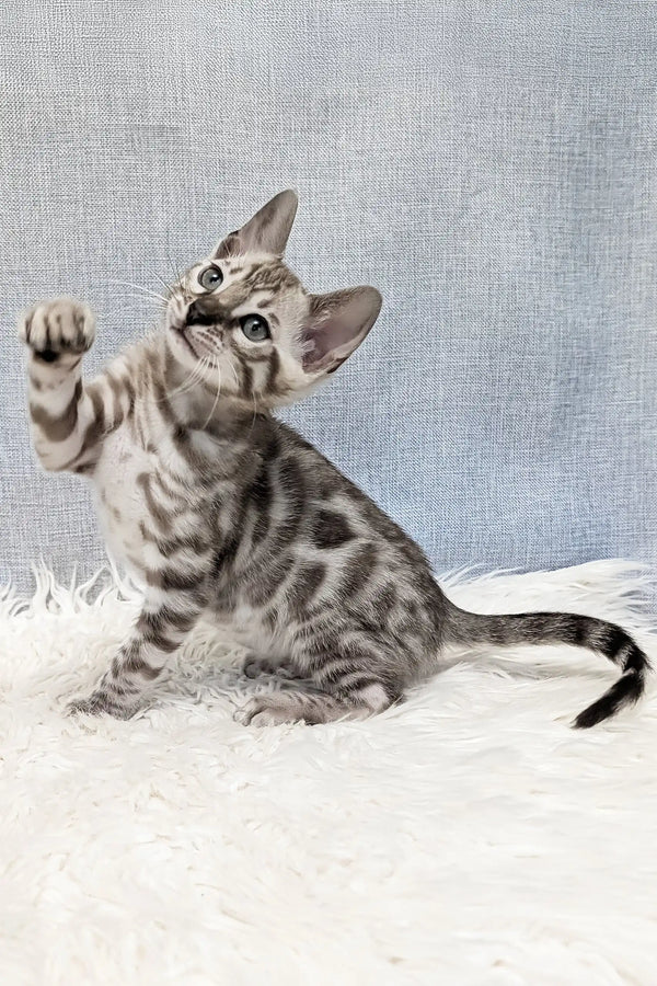 Samuel | bengal kitten