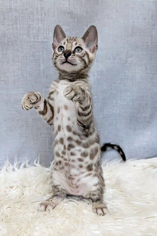 Samuel | bengal kitten