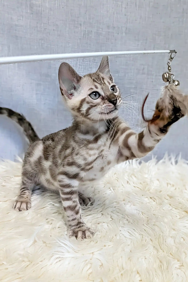 Samuel | bengal kitten