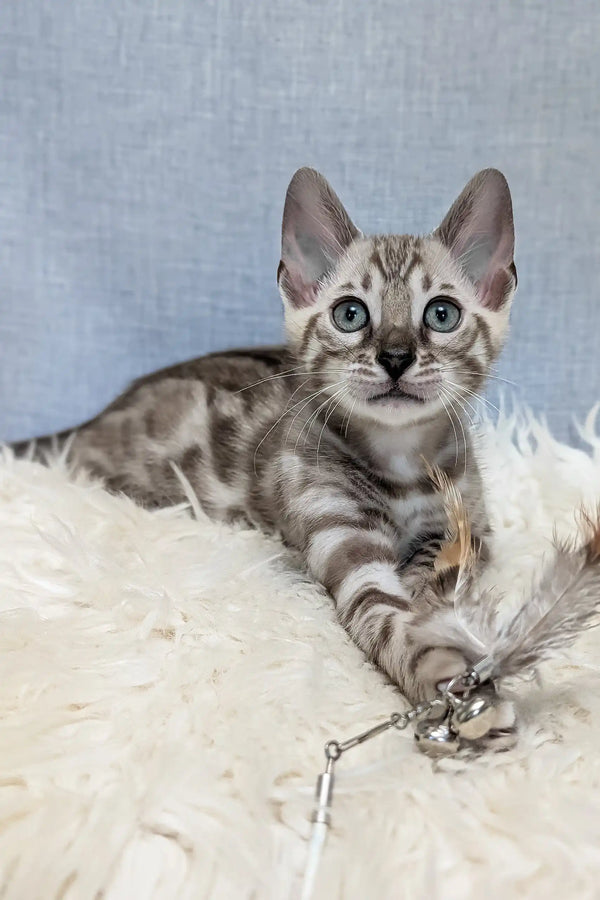 Samuel | bengal kitten