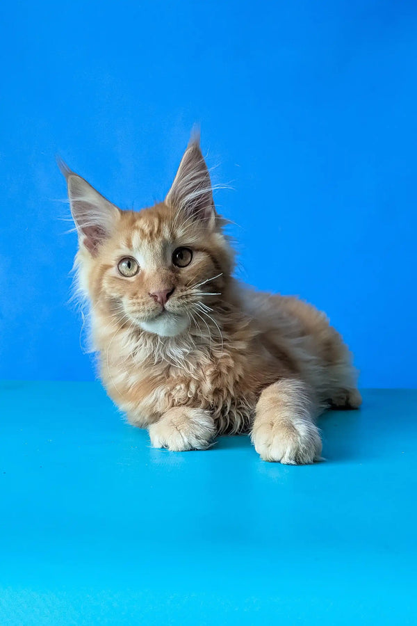 Samurai | maine coon kitten