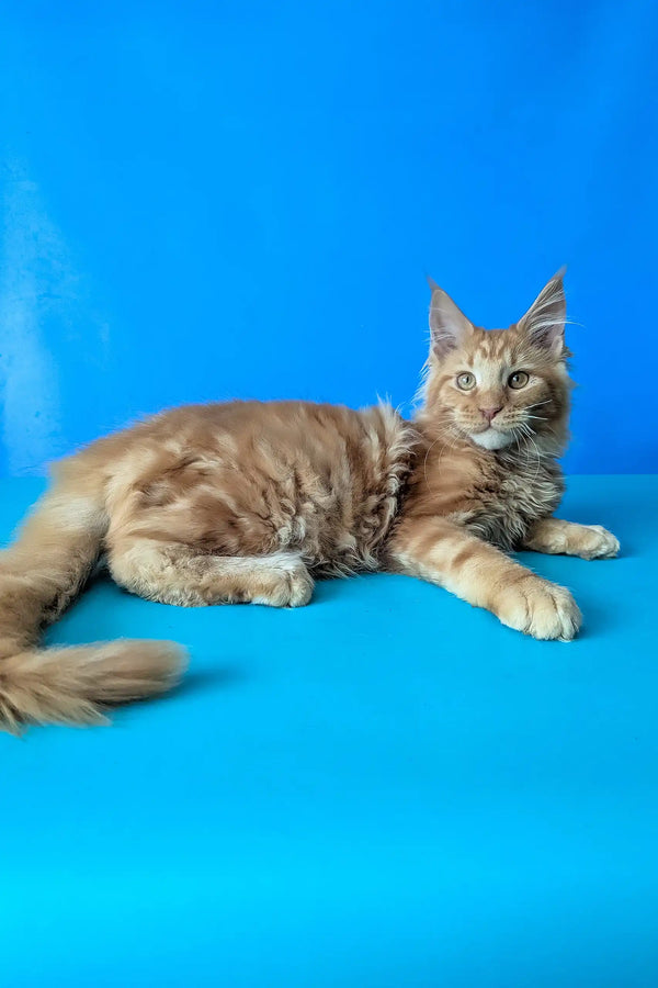 Samurai | maine coon kitten