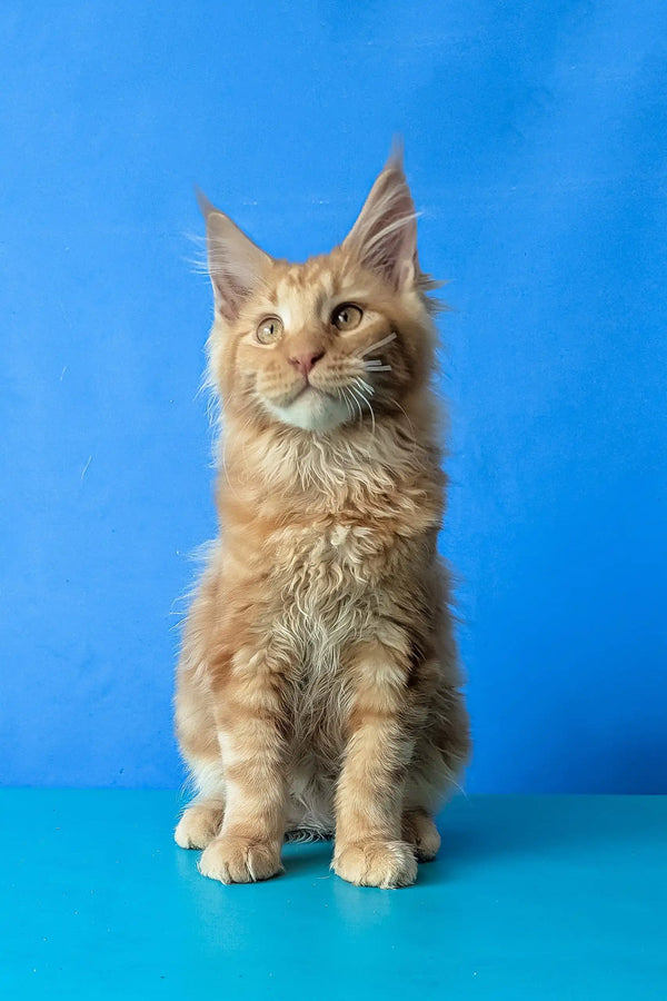 Samurai | maine coon kitten