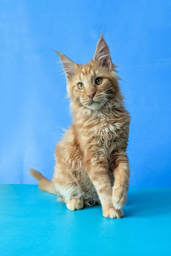 Samurai | maine coon kitten