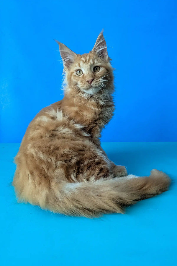 Samurai | maine coon kitten