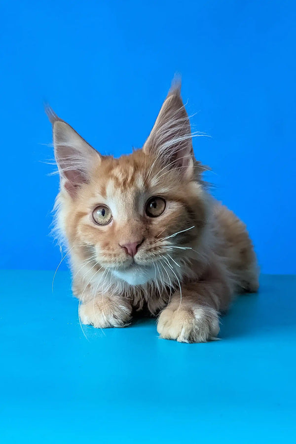 Samurai | maine coon kitten