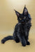 Black Maine Coon kitten with bright green eyes sitting upright, ready to play