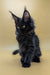 Black Maine Coon kitten with yellow eyes and fluffy fur, perfect for any cat lover