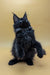 Black Maine Coon kitten sitting upright showing off ear tufts and fluffy fur