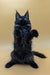 Black Maine Coon cat standing on hind legs, paws up, showcasing the playful Maine Coon kitten