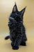 Adorable Black Maine Coon kitten with fluffy fur and ear tufts in Samya product