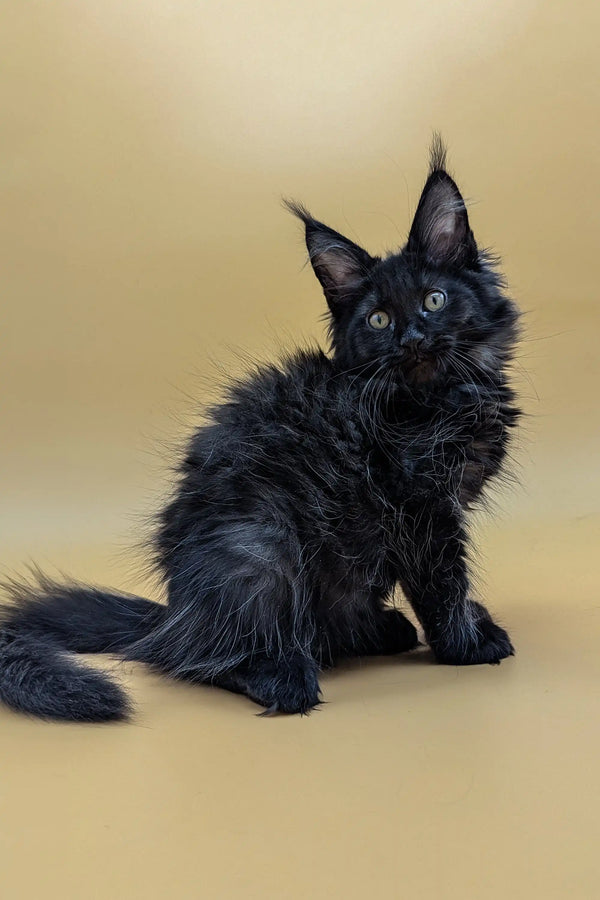 Adorable black fluffy Maine Coon kitten with bright eyes and pointed ears