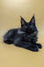 Black Maine Coon cat with long fur and ear tufts, perfect for a Maine Coon kitten lover