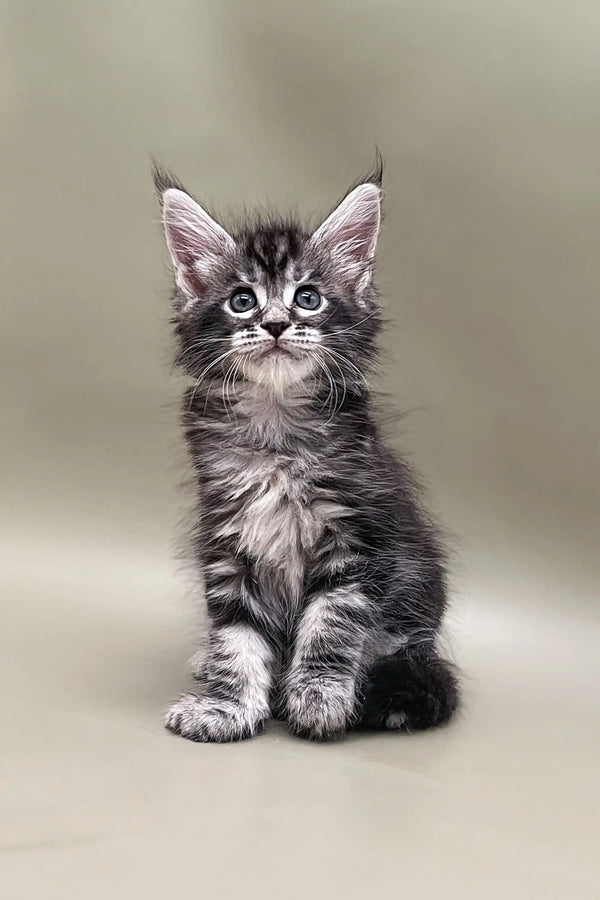 Fluffy gray tabby kitten featured in Sandal Maine Coon Kitten product