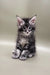 Fluffy gray tabby kitten in Sandal Maine Coon Kitten product showcase