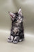 Fluffy gray tabby kitten in Sandal product for Maine Coon Kitten lovers