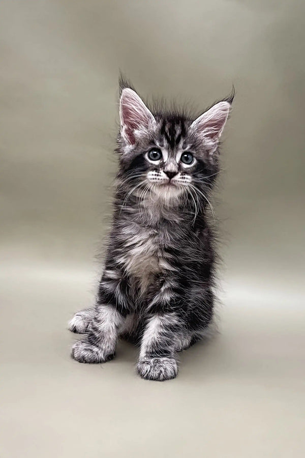 Fluffy silver tabby kitten cuddled up next to a Sandal | Maine Coon Kitten product