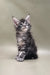 Gray tabby Maine Coon kitten wearing a sandal, super cute and playful vibe!