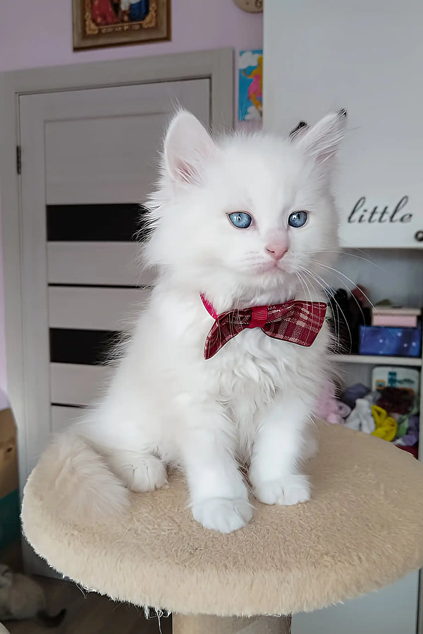 Sandal | siberian kitten