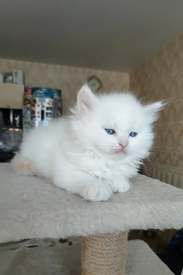 Sandal | siberian kitten