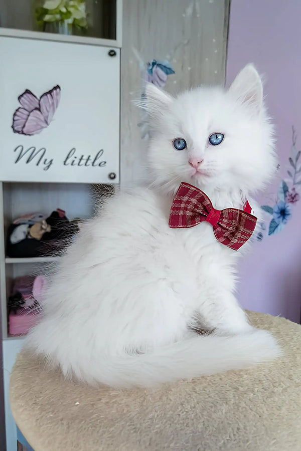 Sandal | siberian kitten