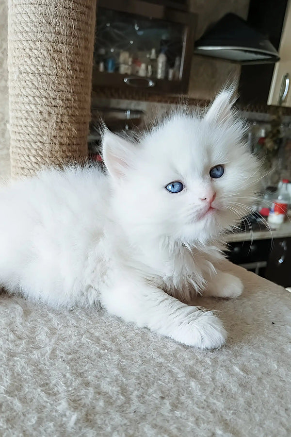 Sandal | siberian kitten