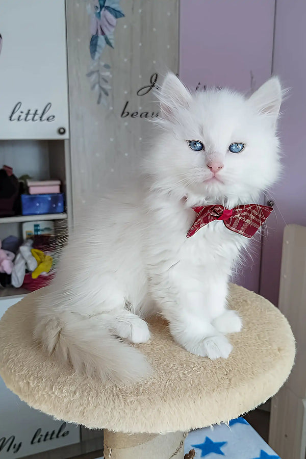 Sandal | siberian kitten