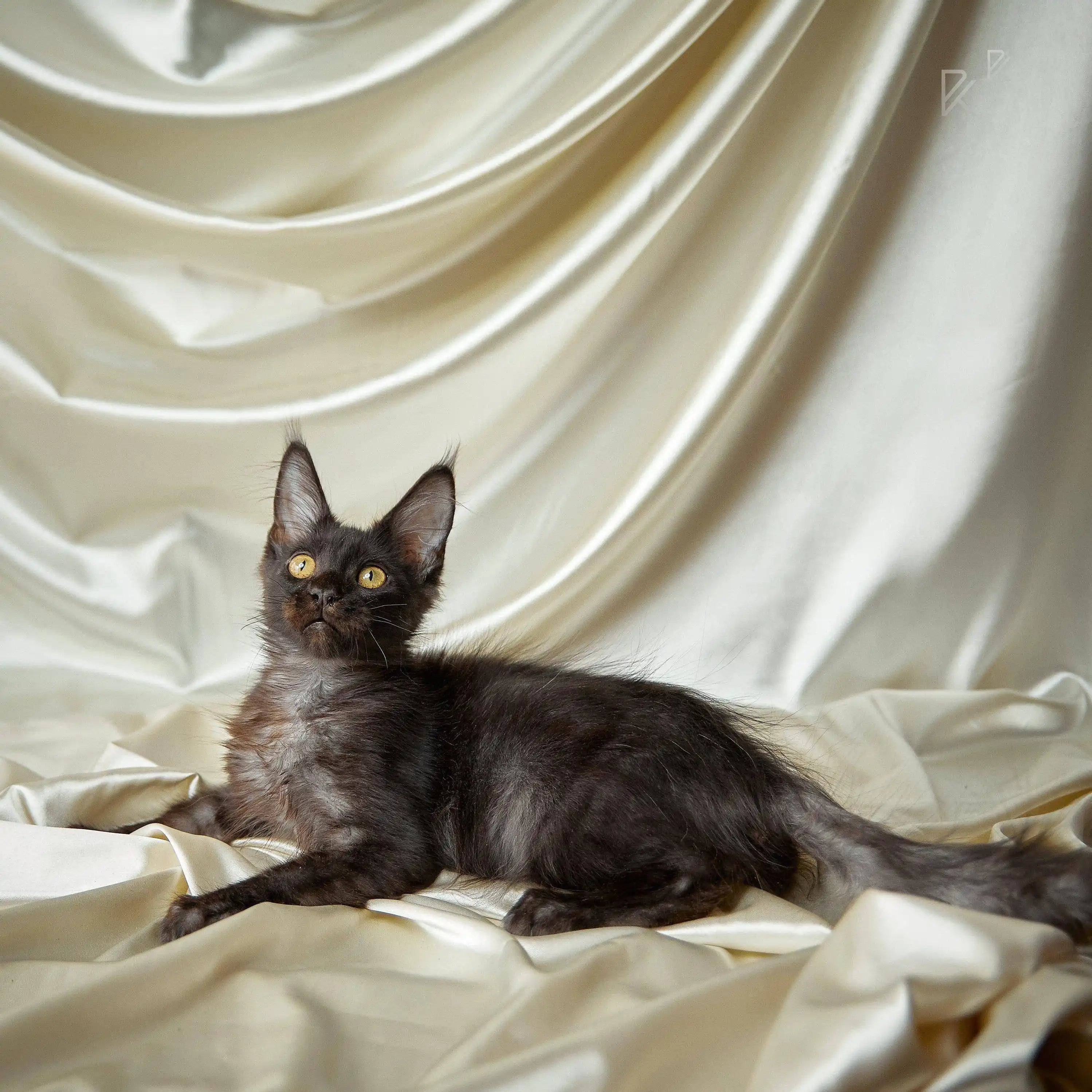 Maine Coon Kittens for Sale Sandari Blek | Kitten