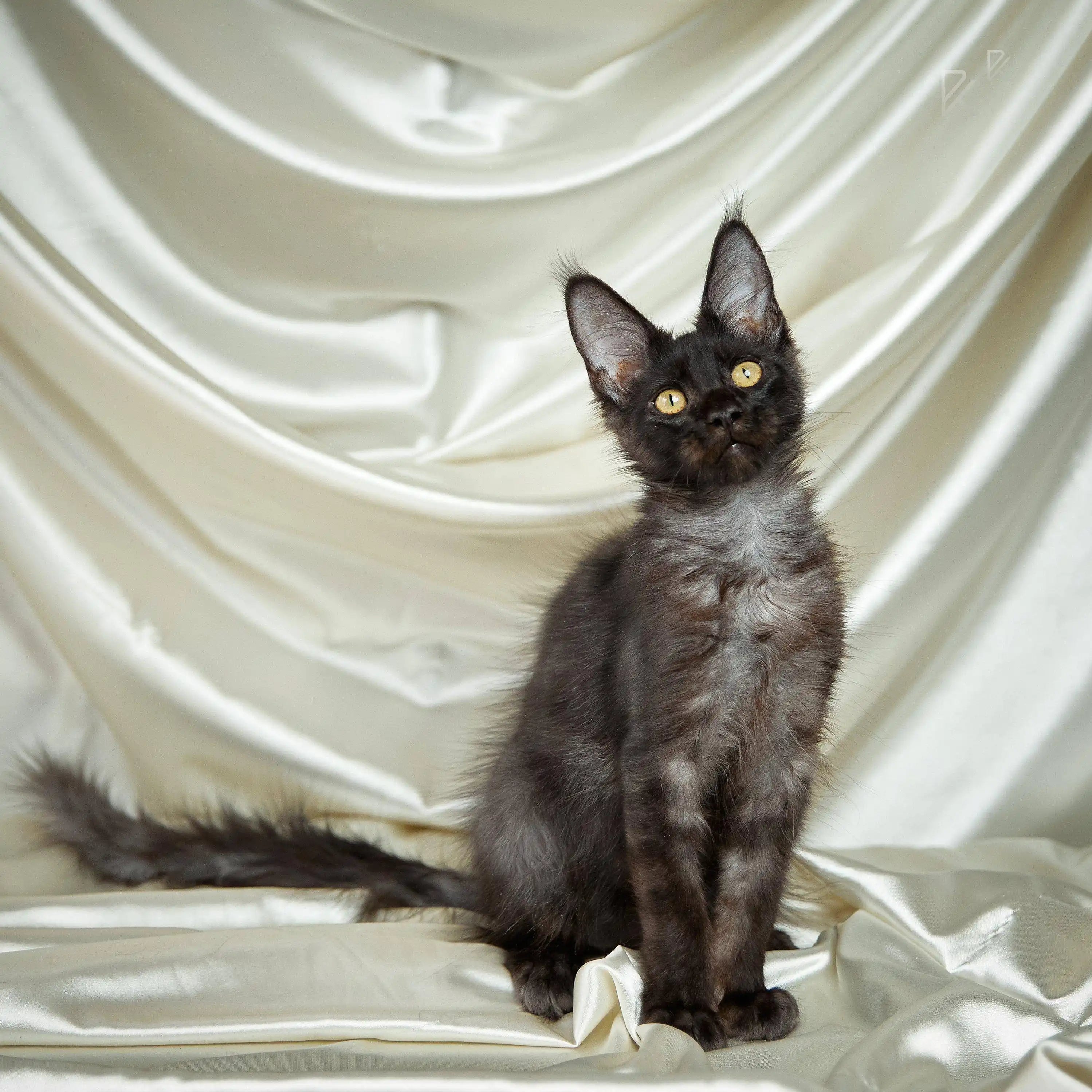 Maine Coon Kittens for Sale Sandari Blek | Kitten