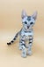 Sandra | bengal kitten