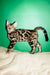 Sandra | bengal kitten