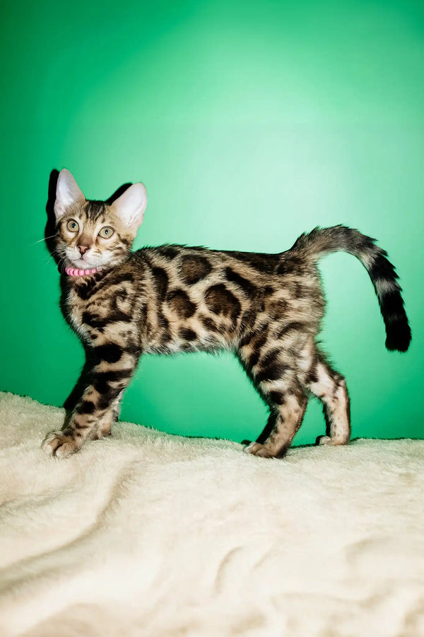 Sandra | bengal kitten