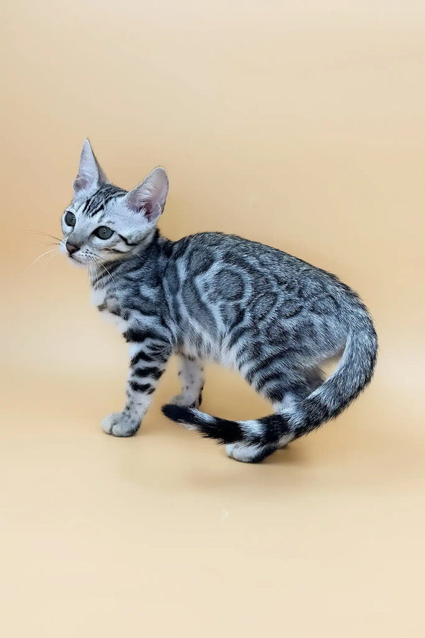 Sandra | bengal kitten