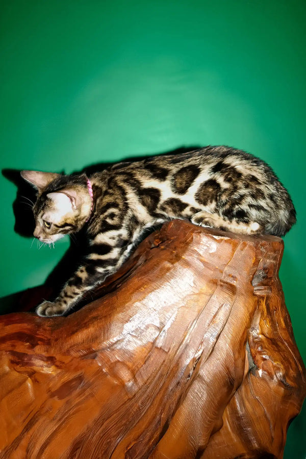 Sandra | bengal kitten