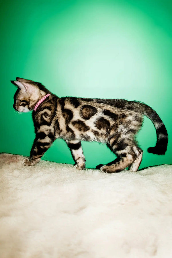 Sandra | bengal kitten