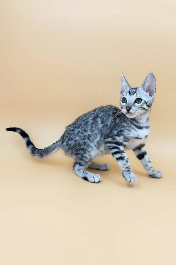 Sandra | bengal kitten