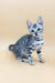 Sandra | bengal kitten