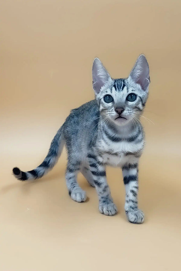 Sandra | bengal kitten