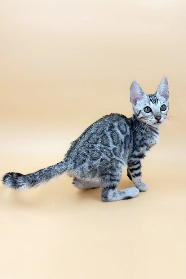 Sandra | bengal kitten