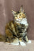 Sandy | maine coon kitten