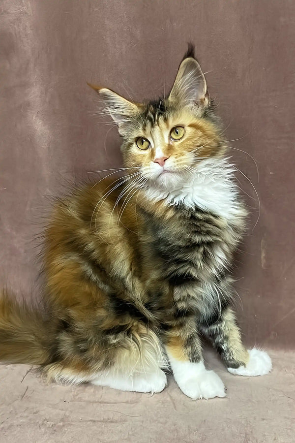 Sandy | maine coon kitten