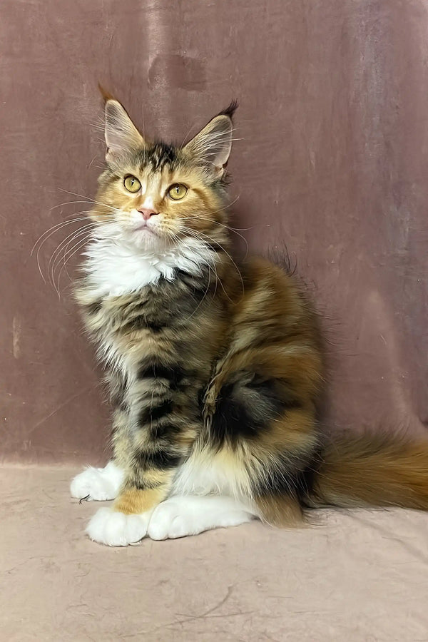 Sandy | maine coon kitten