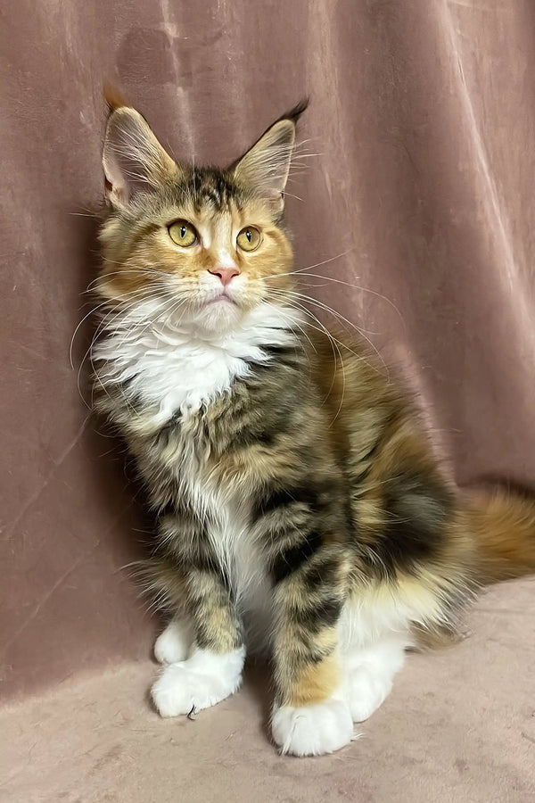 Sandy | maine coon kitten